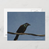 Grackle Power Briefkaart (Voorkant / Achterkant)