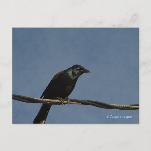 Grackle Power Briefkaart (Voorkant)