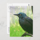 Grackle-profiel Briefkaart (Voorkant / Achterkant)