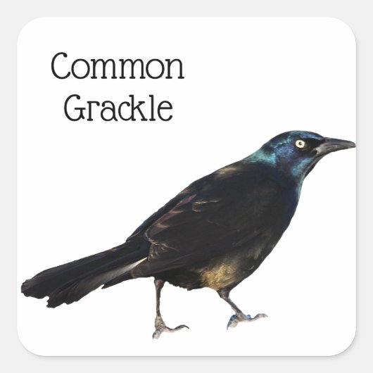 Grackle Vierkante Sticker (Voorkant)
