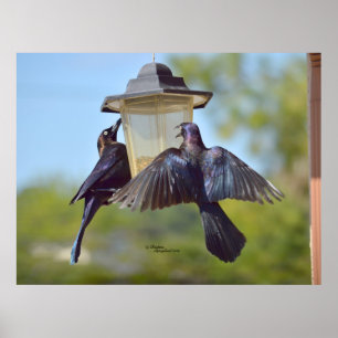 Grackles kraaivogels Poster van de Vogelfok