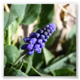Grafiek Hyacinth Foto Afdruk