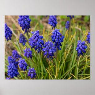 Grafiek Hyacinths Familie Poster