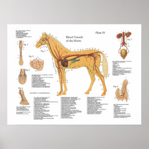 Grafiek Poster paardenvasculaire anatomie
