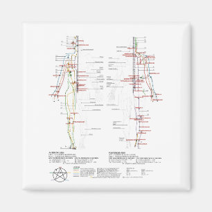 Grafiek van de Meridians van de mens Magneet