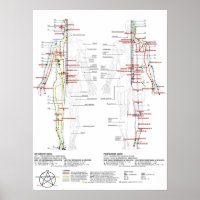 Grafiek van de Meridians van de mens