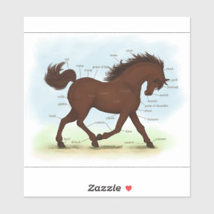 Grafiek voor donkere Pony paarden Anatomie Chart E Sticker