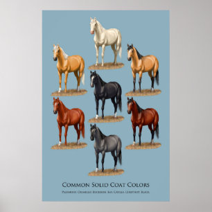 Grafiek voor Paarden Vaste kleefkleuren Poster