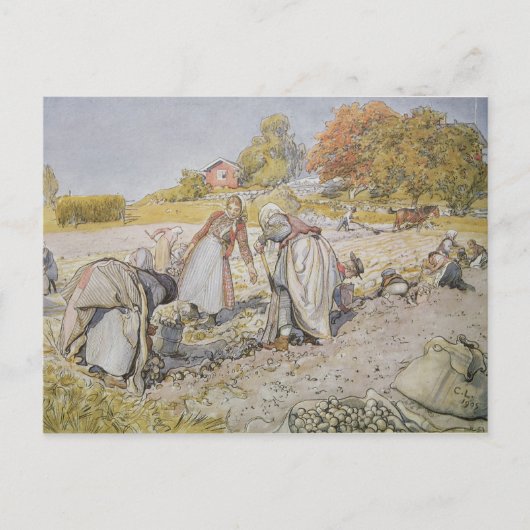 Grafische aardappelen, 1905 briefkaart (Voorkant)