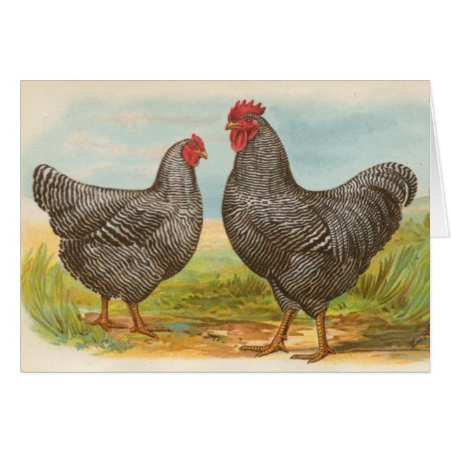 Graham - Barred Plymouth Rocks Chickens (Voorkant Horizontaal)