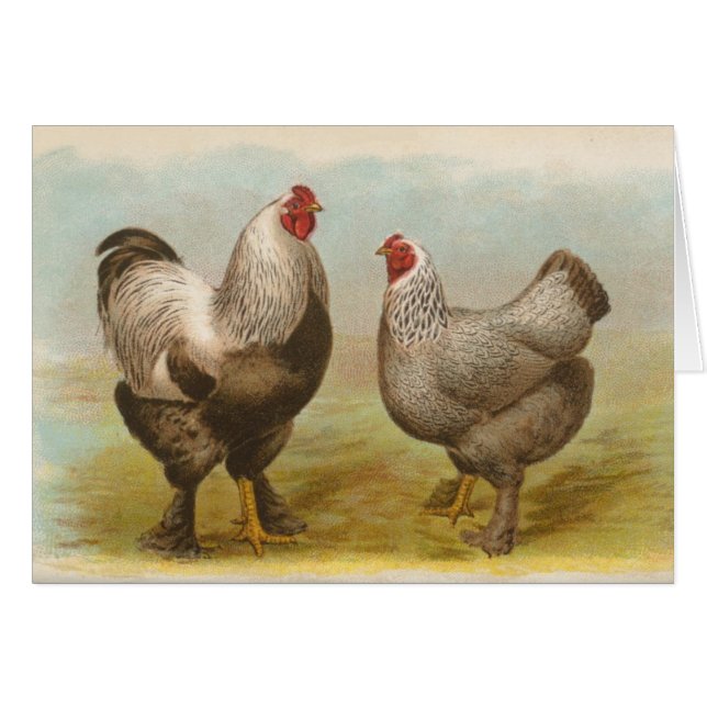 Graham - Dark Brahma Chickens (Voorkant Horizontaal)