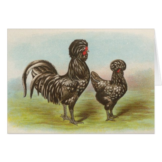Graham - Houdan Chickens (Voorkant Horizontaal)