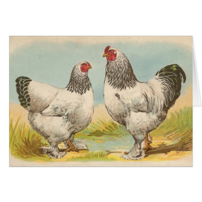 Graham - Light Brahma Chickens (Voorkant Horizontaal)