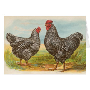 Graham - poulets barrés de roches de Plymouth