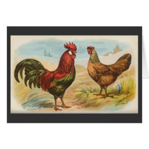 Graham - poulets de leghorn