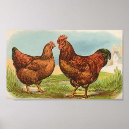 Graham - Rhode Island Red Chickens Poster (Voorkant)