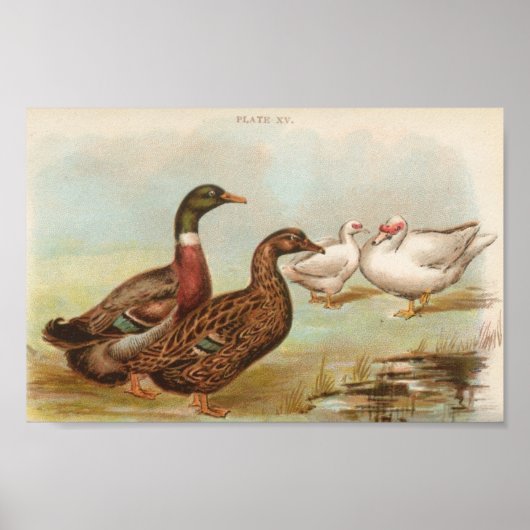 Graham - Rouen en Muscovy Ducks Portfolio Poster (Voorkant)