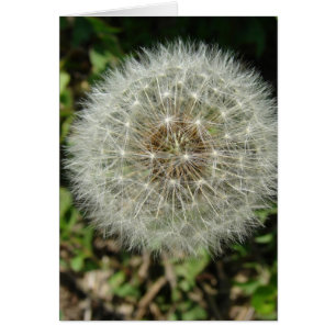 Graines de Dandelion