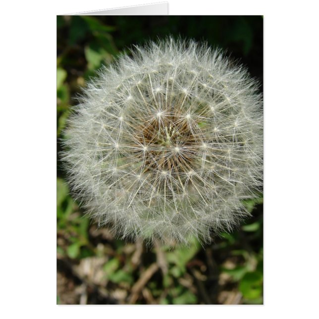 Graines de Dandelion (Devant)