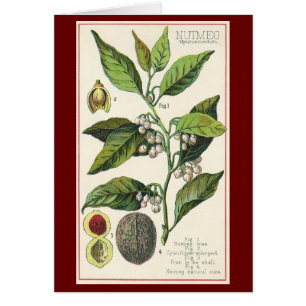 Graines de fruits Plantes de muscade vintage, Herb