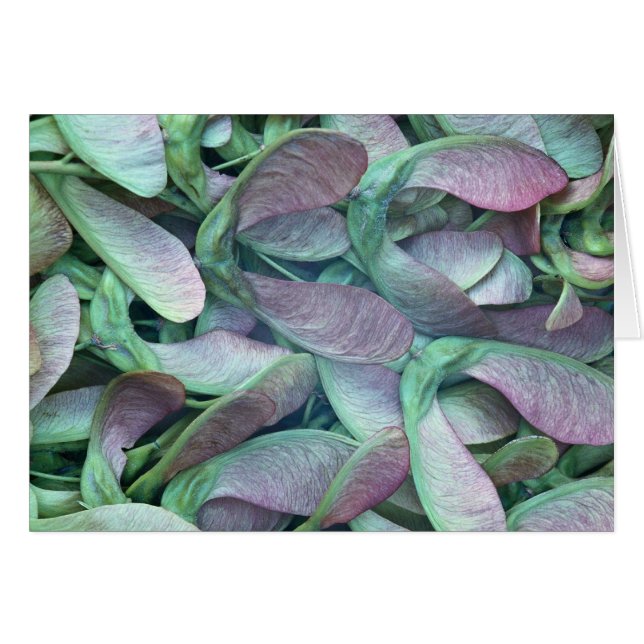 Graines de Sycamore (Devant horizontal)