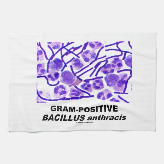 Gram-positieve Bacillus anthracis (Bacteria) Theedoek (Horizontaal)