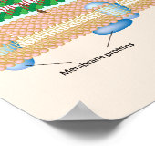 Gram-positieve bacteriecelwand Poster (Hoek)