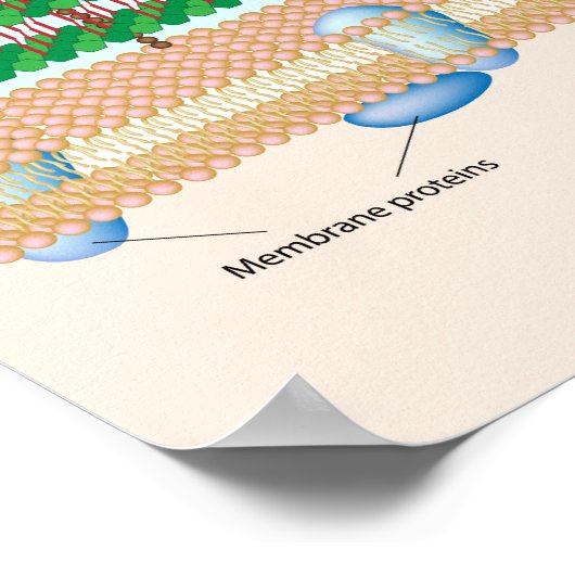 Gram-positieve bacteriecelwand Poster (Hoek)