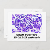 Grampositieve Bacillus anthracis (bacteriën) Briefkaart (Voorkant / Achterkant)