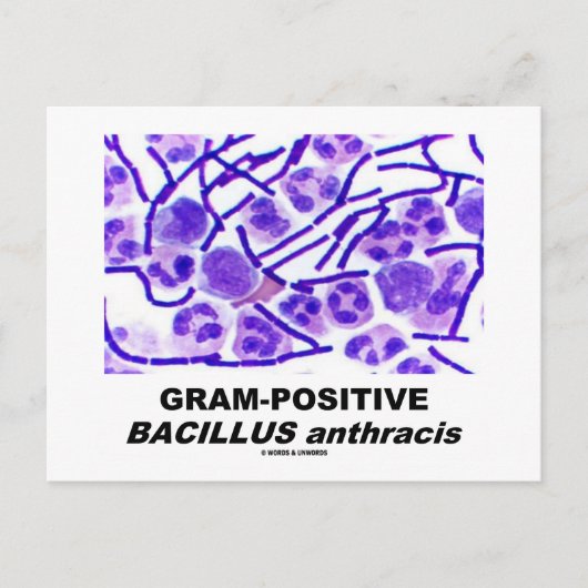 Grampositieve Bacillus anthracis (bacteriën) Briefkaart (Voorkant)