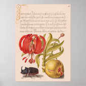 Granaatappel Bloem, Fruit en neushoorn Kever Poster (Voorkant)