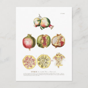 Granaatappel Briefkaart
