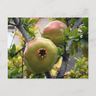 Granaatappel Briefkaart