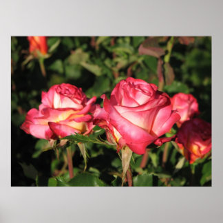 Granada Hybrid Tea Rozen 045 Poster