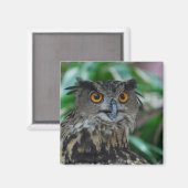Grand aimant de hibou (Recto/Verso)