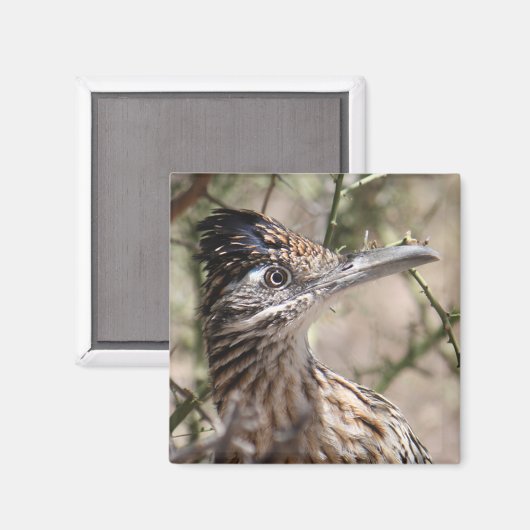 Grand aimant de roadrunner (Recto/Verso)