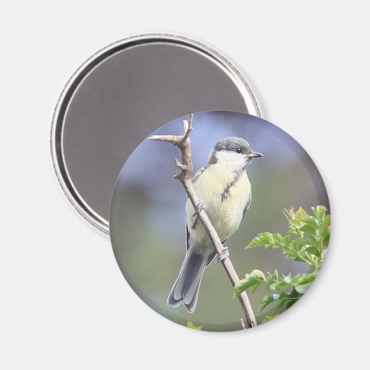 Grand aimant de tit (Recto/Verso)