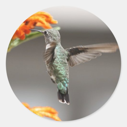 grand autocollant colibri (Devant)