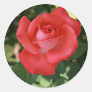 Grand autocollant de fleur rose rouge orange