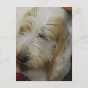 Grand Basset Dog Briefkaart