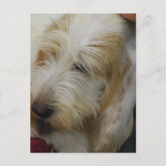 Grand Basset Dog Briefkaart (Voorkant)