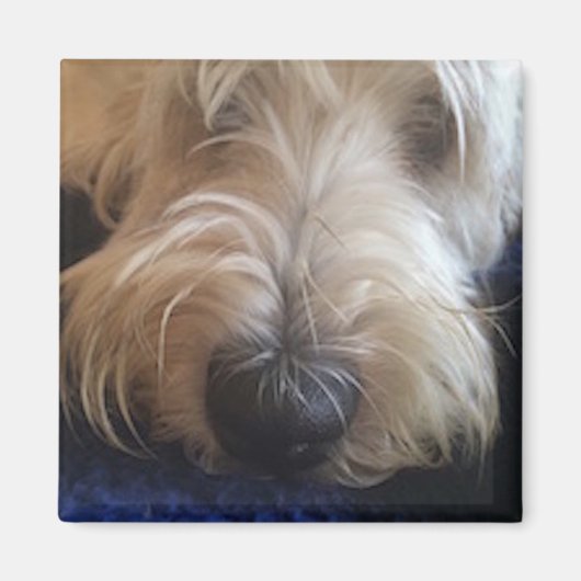 Grand Basset Griffon magneet (Voorkant)