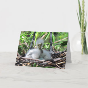 Grand Blanc Egret Chick dans le nid Carte de voeux