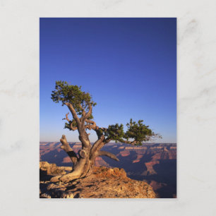 Grand Canyon, Arizona, Verenigde Staten Briefkaart
