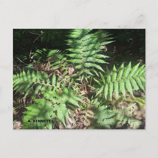 Grand Canyon Briefkaart (Voorkant)