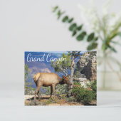 Grand Canyon National Park Arizona Carte postale (Debout devant)
