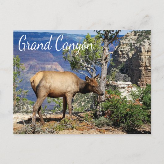 Grand Canyon National Park Arizona Carte postale (Devant)
