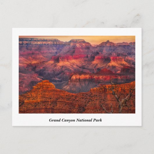 Grand Canyon National Park Briefkaart (Voorkant)
