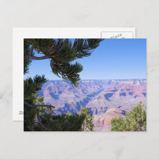 Grand Canyon - Vue à travers les pins - Carte post (Devant / Derrière)