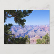 Grand Canyon - Vue à travers les pins - Carte post